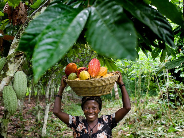 Producción de cacao en el mundo